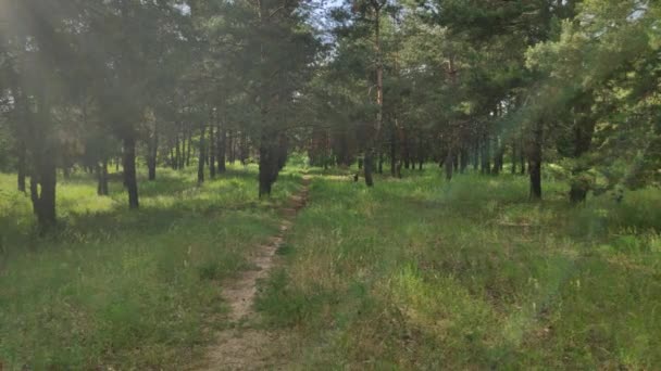 Caminar Por Bosque Pinos Sol Sombra Árboles Bosque Amplio Rango — Vídeo de stock