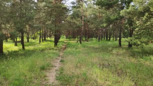 Caminhar Pela Floresta Pinheiros Sol Sombra Árvores Floresta Ampla Faixa — Vídeo de Stock