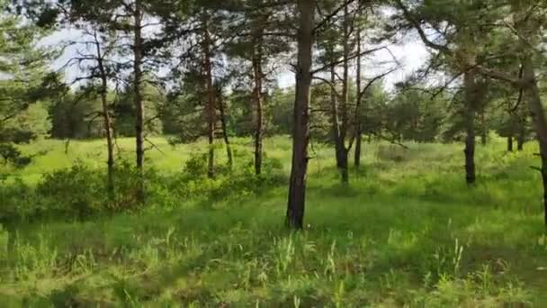 Caminar Por Bosque Pinos Sol Sombra Árboles Bosque Amplio Rango — Vídeo de stock