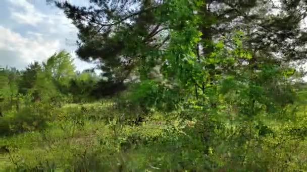 Caminar Por Bosque Pinos Sol Sombra Árboles Bosque Amplio Rango — Vídeo de stock