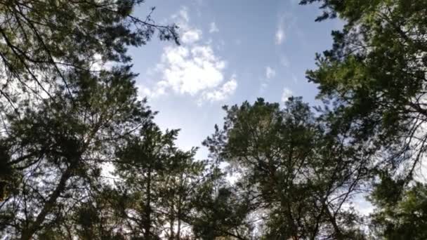 Çam Ormanı Boyunca Yürümek Güneş Ormandaki Ağaçların Gölgesi Geniş Dinamik — Stok video