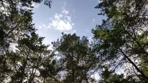 Caminar Por Bosque Pinos Sol Sombra Árboles Bosque Amplio Rango — Vídeo de stock