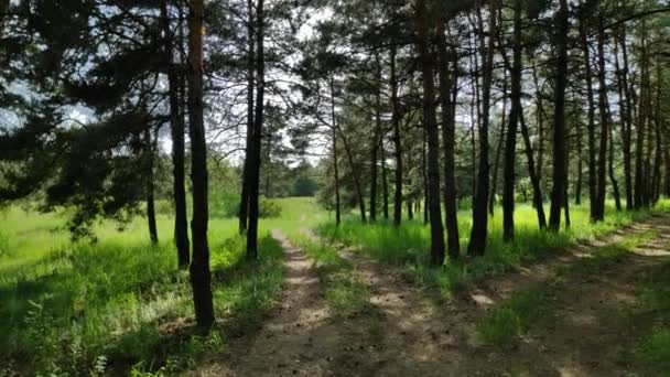Caminhar Pela Floresta Pinheiros Sol Sombra Árvores Floresta Ampla Faixa — Vídeo de Stock