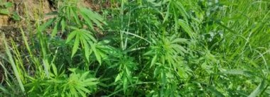 büyük marihuana çalıları. yeşil kenevir yaprakları. geniş bir dinamik aralıkile video. renk profili