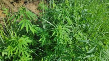 büyük marihuana çalıları. yeşil kenevir yaprakları. geniş bir dinamik aralıkile video. renk profili