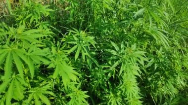 büyük marihuana çalıları. yeşil kenevir yaprakları. geniş bir dinamik aralıkile video. renk profili