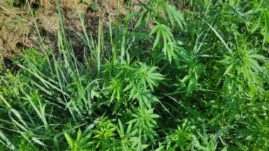 büyük marihuana çalıları. yeşil kenevir yaprakları. geniş bir dinamik aralıkile video. renk profili