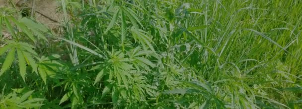 Büyük Marihuana Çalıları Yeşil Kenevir Yaprakları Geniş Bir Dinamik Aralıkile — Stok video