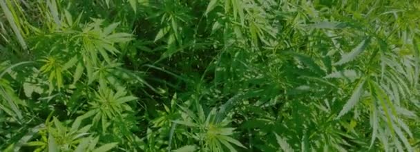 Large Bushes Marijuana Green Cannabis Leaves Video Wide Dynamic Range — Stock Video