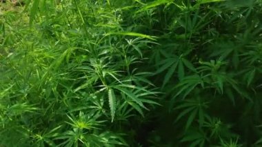 büyük marihuana çalıları. yeşil kenevir yaprakları. geniş bir dinamik aralıkile video. renk profili