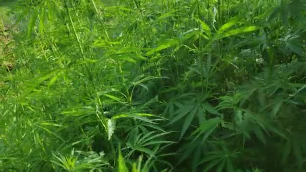 Stora Buskar Marijuana Gröna Cannabisblad Video Med Ett Brett Dynamiskt — Stockvideo