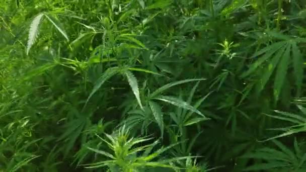 マリファナの大きな茂み 緑の大麻の葉 広いダイナミックレンジを持つビデオ カラープロファイル — ストック動画