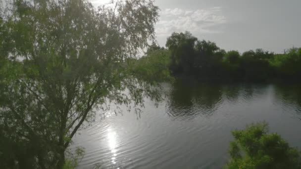 阳光下的阳光 河岸上的一棵树 视频具有广泛的动态范围 色彩配置文件 — 图库视频影像