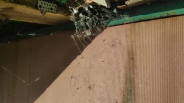 örümcek ağı rüzgarda sallar. güzel ince web