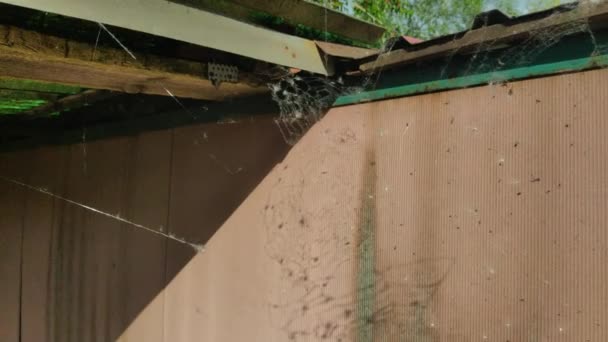 Spinnweben Wiegt Sich Wind Schönes Dünnes Netz — Stockvideo