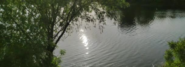 Sun Glare Water Tree River Bank Video Wide Dynamic Range — Stock Video