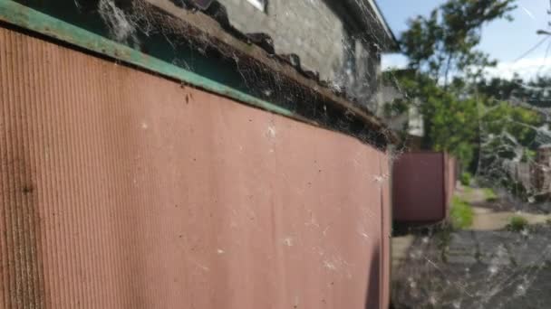 Toile Araignée Oscille Dans Vent Belle Toile Mince — Video