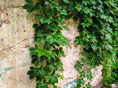 çit üzerinde güzel yeşil üzüm sapları. bahçede eski yabani üzüm.