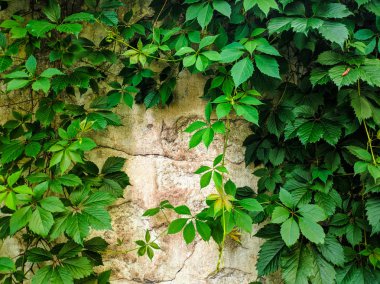 çit üzerinde güzel yeşil üzüm sapları. bahçede eski yabani üzüm.