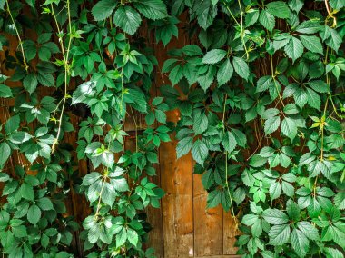 çit üzerinde güzel yeşil üzüm sapları. bahçede eski yabani üzüm.