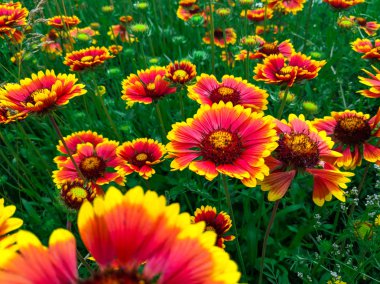 parlak güzel yaz çiçekleri. yeşil bir çayır üzerinde büyük ekinezya. 