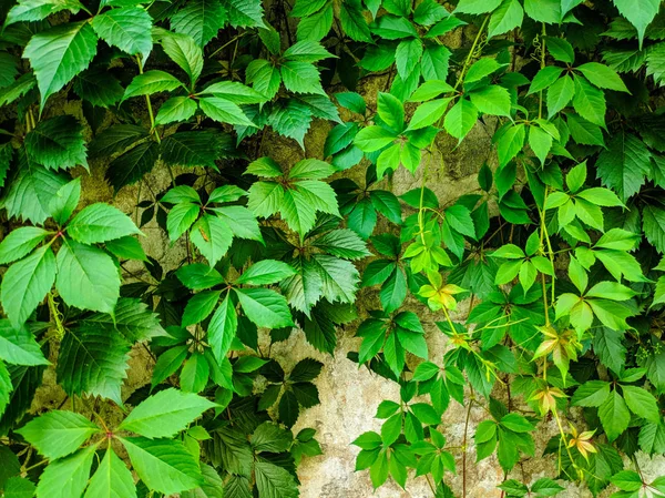 Hermosos Tallos Uva Verde Valla Vieja Uva Silvestre Jardín — Foto de Stock