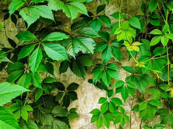 Hermosos Tallos Uva Verde Valla Vieja Uva Silvestre Jardín — Foto de Stock