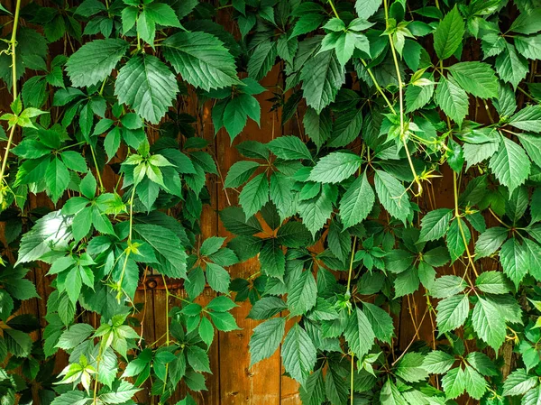 Hermosos Tallos Uva Verde Valla Vieja Uva Silvestre Jardín — Foto de Stock