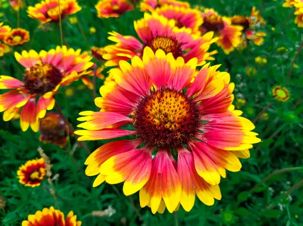 Fényes Szép Nyári Virágokat Nagy Echinacea Egy Zöld Rét — Stock Fotó