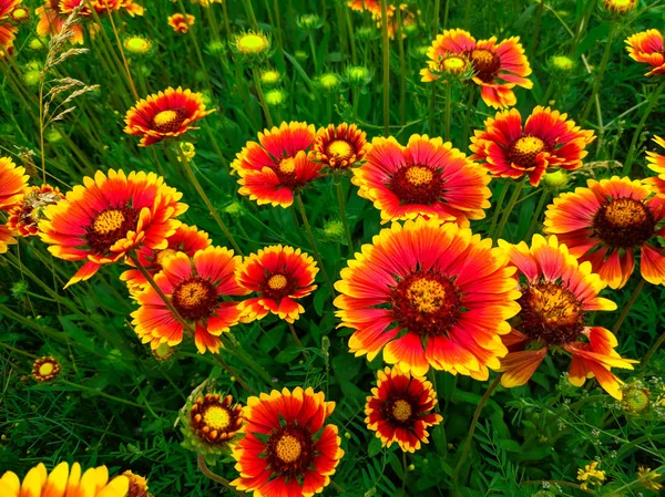 Ljusa Vackra Sommarblommor Stor Echinacea Grön Äng — Stockfoto