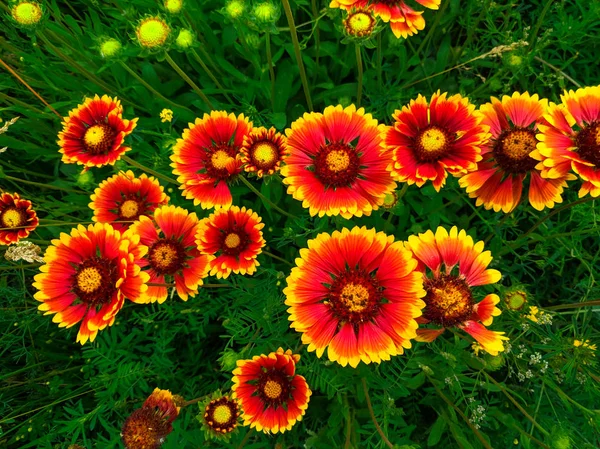 Parlak Güzel Yaz Çiçekleri Yeşil Bir Çayır Üzerinde Büyük Ekinezya — Stok fotoğraf
