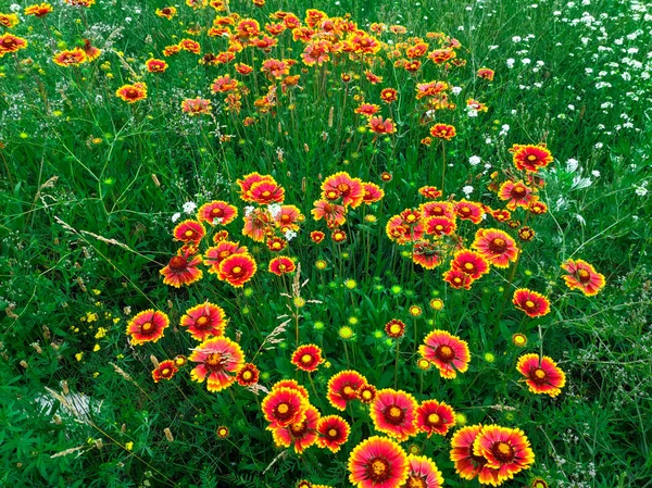 明るい美しい夏の花 緑の草原に大きなエキナセア — ストック写真