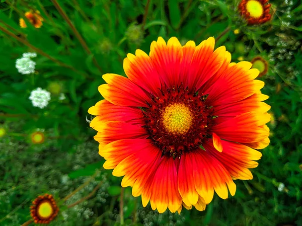 Flores Verano Hermosas Brillantes Gran Equinácea Prado Verde — Foto de Stock