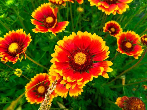 Bright Beautiful Summer Flowers Large Echinacea Green Meadow — Stock Photo, Image