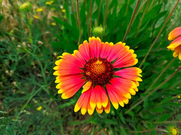 明るい美しい夏の花 緑の草原に大きなエキナセア — ストック写真