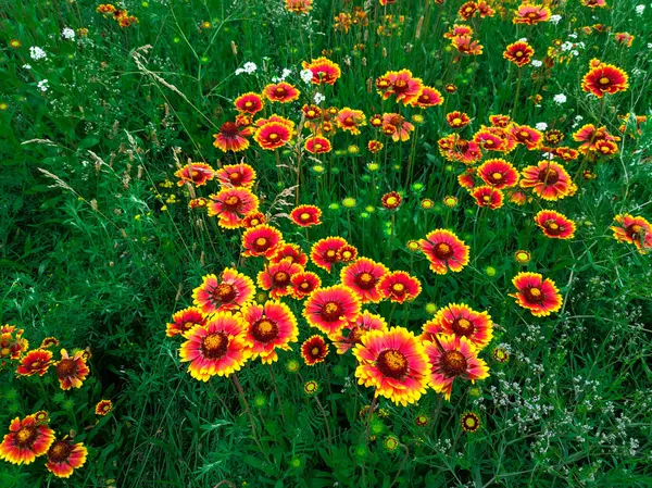 明るい美しい夏の花 緑の草原に大きなエキナセア — ストック写真