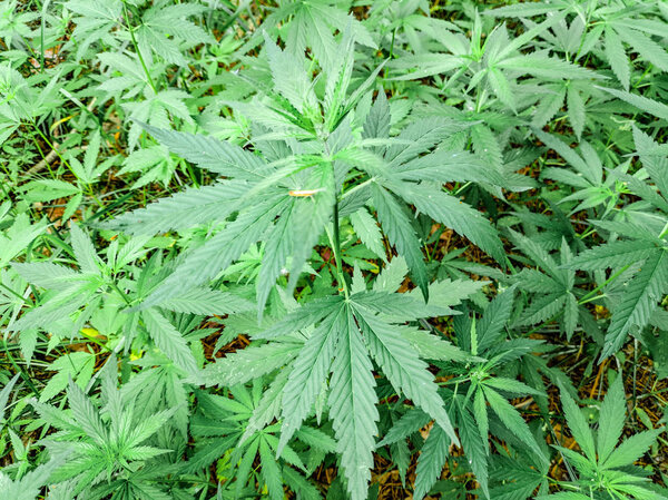 большие листья конопли. Кусты марихуаны конопля дикая

