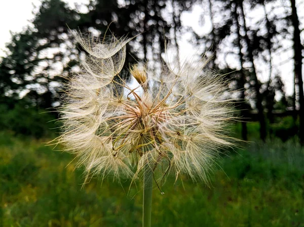 Velký Bílý Pampeliška Lese — Stock fotografie