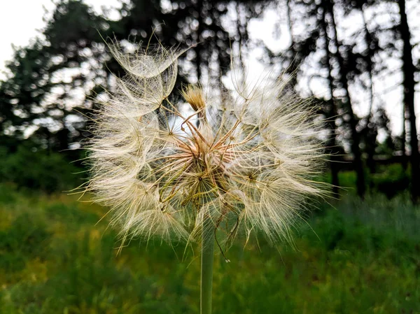 Enorme Diente León Blanco Bosque —  Fotos de Stock