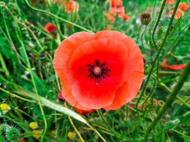 büyük kırmızı Poppies ve yeşil çim