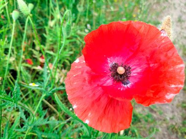 büyük kırmızı Poppies ve yeşil çim