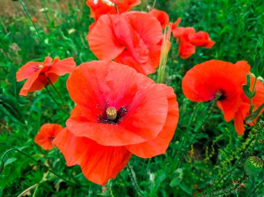 büyük kırmızı Poppies ve yeşil çim