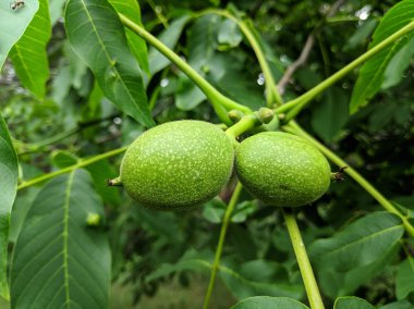 bir şube üzerinde ceviz. ceviz yaprakları ve meyve