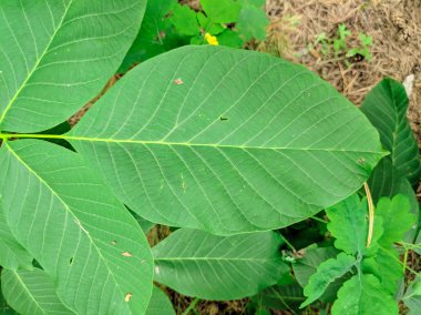 çok büyük yeşil yaprakları. Ormanda vahşi bitkiler