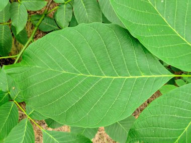 çok büyük yeşil yaprakları. Ormanda vahşi bitkiler