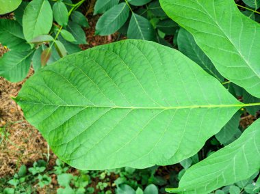 çok büyük yeşil yaprakları. Ormanda vahşi bitkiler