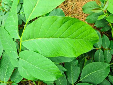 çok büyük yeşil yaprakları. Ormanda vahşi bitkiler