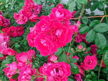 büyük gül çalı. gül yaprakları ve dikenler.