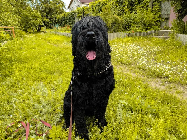 Großer Zotteliger Schwarzer Hund Schwarzer Terrier — Stockfoto