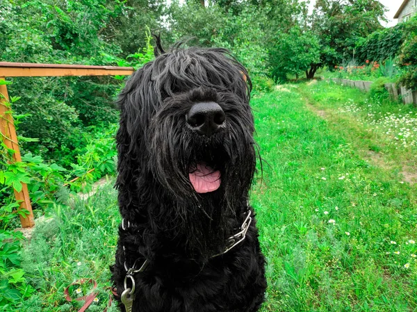 Gran Perro Negro Peludo Terrier Negro —  Fotos de Stock